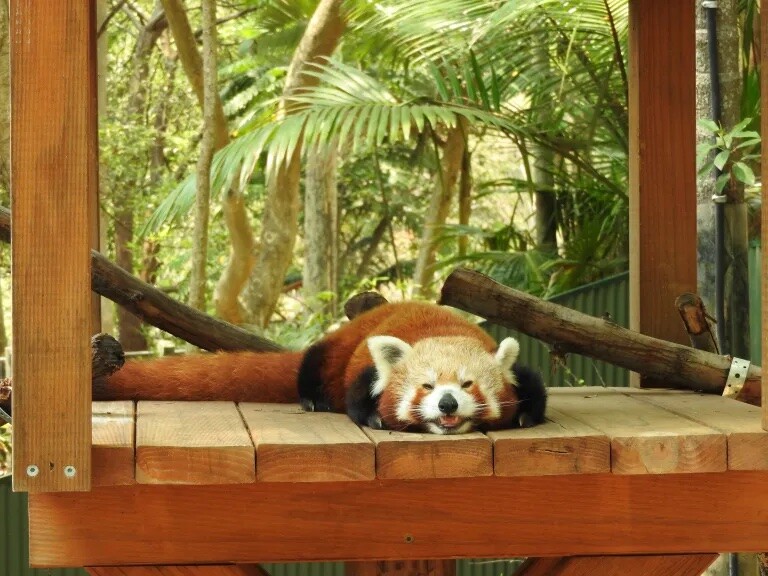 A photo of a relaxed red panda. It knows you're looking at it.

Photo by Kat Bugler.