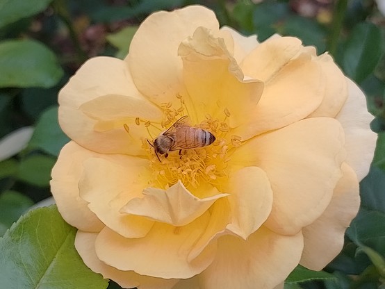 We don't really have an appreciation of roses but bees are great and this one was going bonkers collecting pollen.