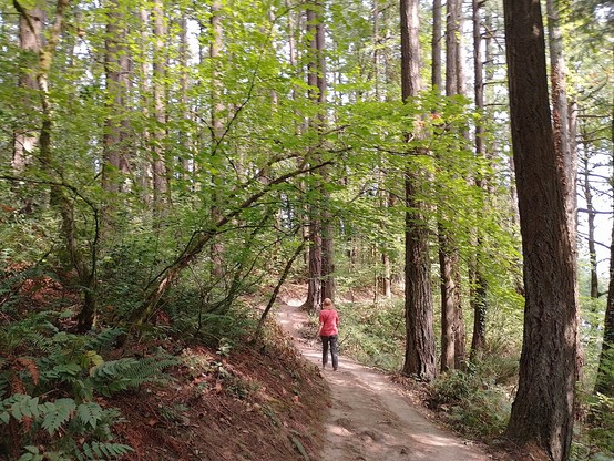 A bit of the forest trail between the top of the gondola and Washington Park.