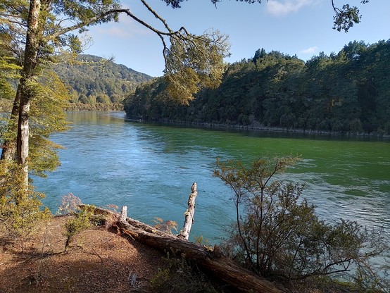 Waiau River and beech forest