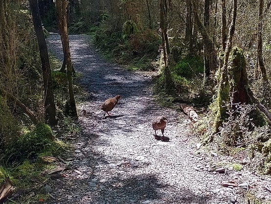 Plenty of weka on the path throughout the hike. You can't leave your pack unattended!