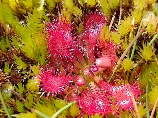 Tiny carnivorous sundew. There needs to be more of these guys for the sandflies.