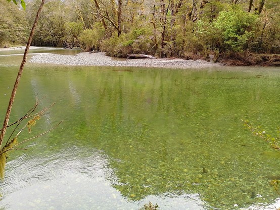 Not easy to see in the photo but around a dozen brown trout hanging out in the current.