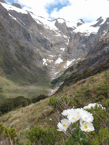 Mt Cook lily (actually a member of the buttercup family) with the ampitheatre at the head of the Clinton valley in the background.