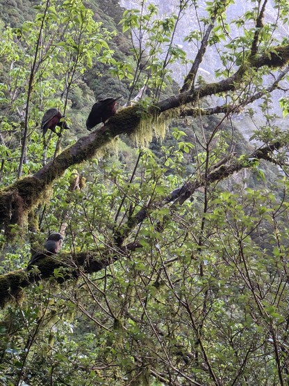 A family of four kaka were messing around in the trees above our heads on the way up the Pass. Intelligent creatures.