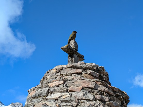 Kea posing for the camera