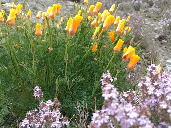 Thyme and wildflowers (they close up at night and when there's not much sun).