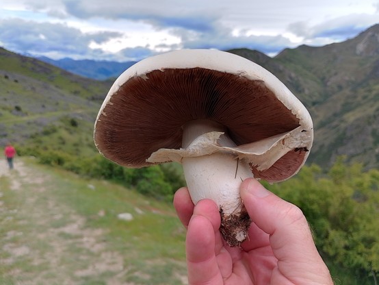 A huge mushroom that is probably safe to eat.