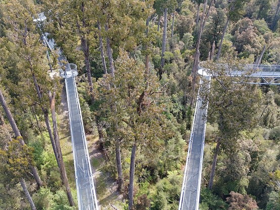 Tree tops walk just south of Hokitika yesterday.